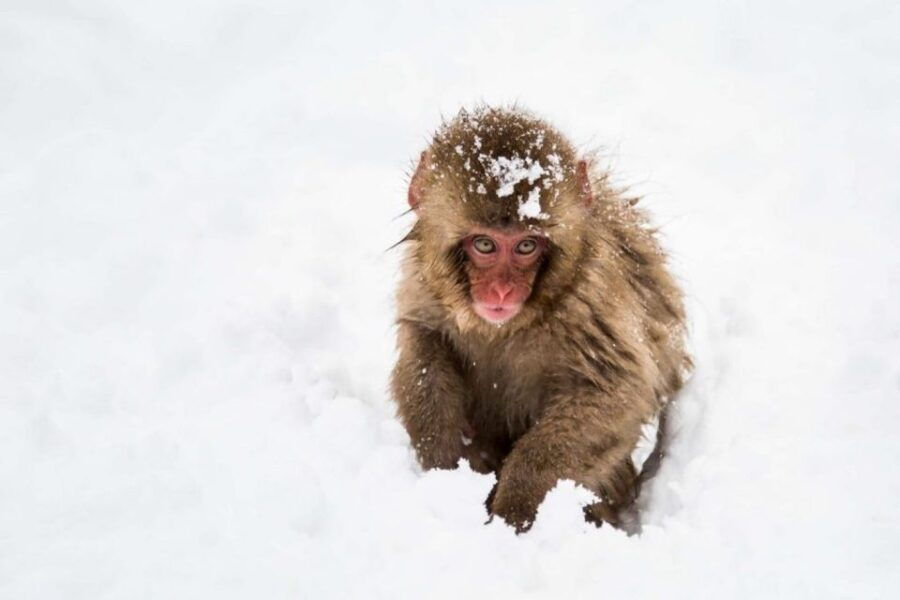 1 Day Tour: Snow Monkeys & Snow Fun in Shiga Kogen - Good To Know