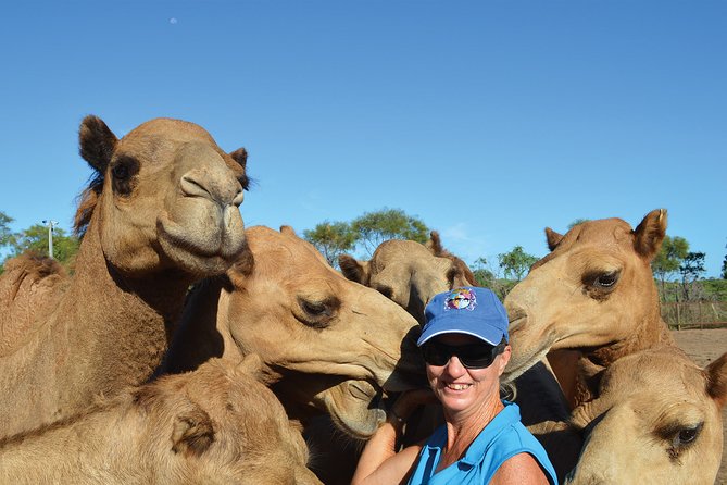 1 Hour Broome Sunset Camel Tour