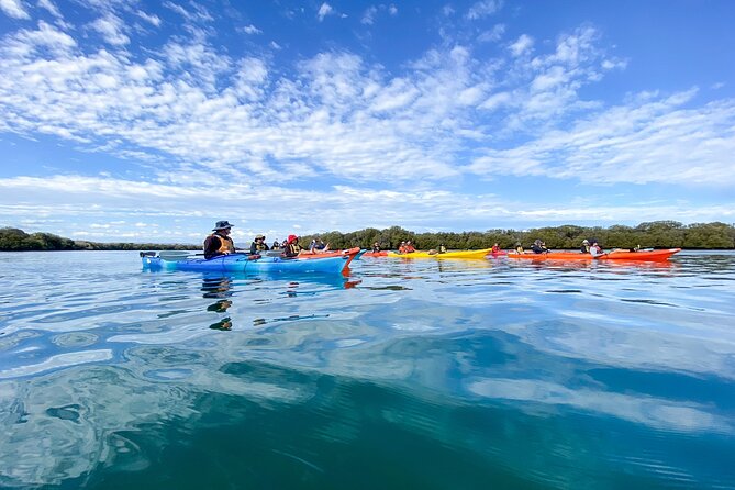 Adelaide Dolphin Sanctuary and Ships Graveyard Kayak Tour - Tour Overview and Inclusions