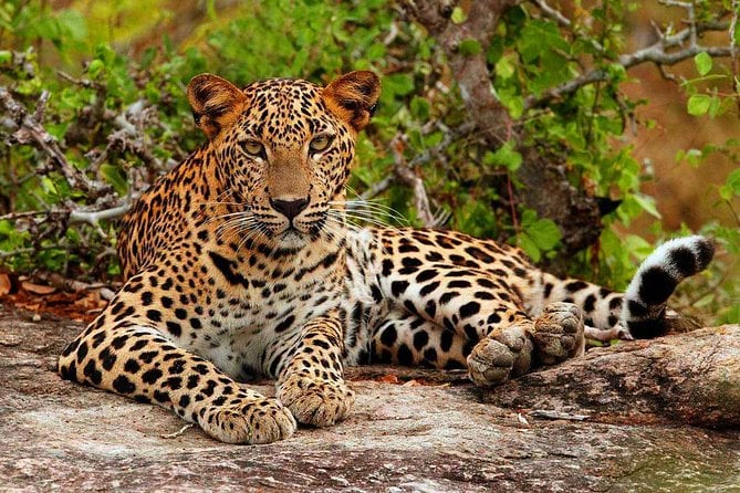 All Inclusive Private Half Day Safari at Yala National Park - Safari Highlights
