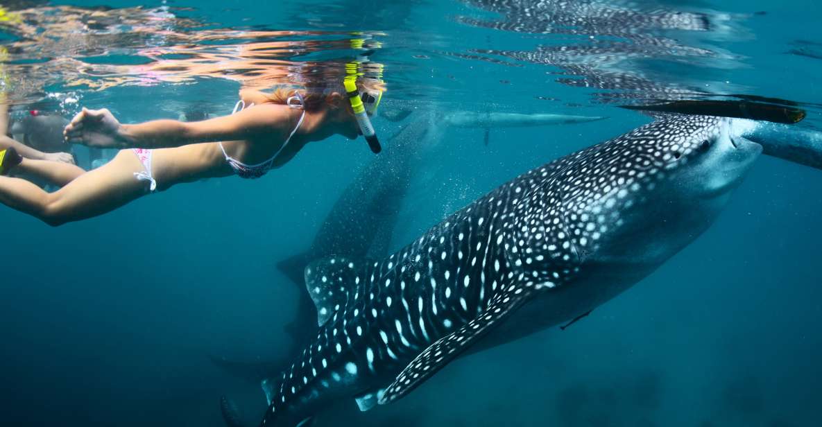 Cebu: Oslob Whale Shark Swimming and Tumalog Falls Tour - Activity Details
