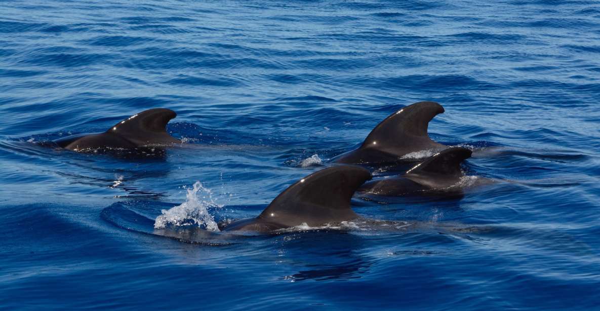 Dolphin and Whale Watching in Negombo - Activity Details and Location