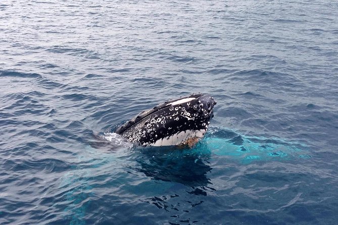 Dunsborough Whale Watching Eco Tour - Booking Information