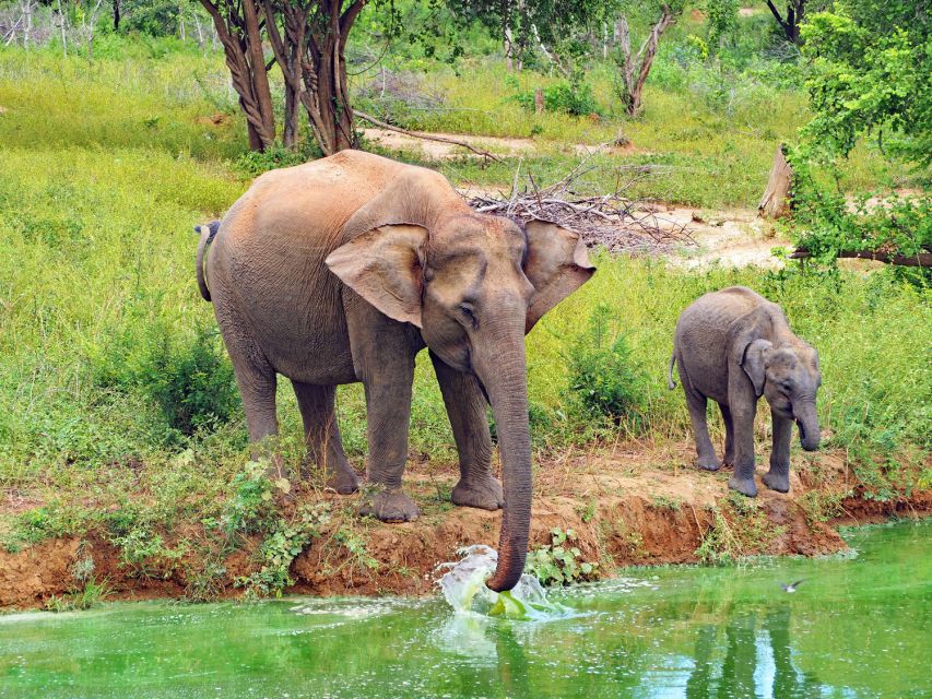 From Ella: All Inclusive Udawalawe National Park Safari Tour - Activity Details