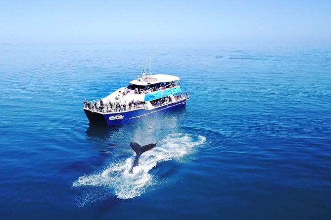 Hervey Bay Whale Watching Cruise - Best Time to Experience Whale Watching