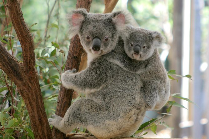 Lone Pine Koala Sanctuary Admission With Brisbane River Cruise - River Cruise From Southbank, Brisbane