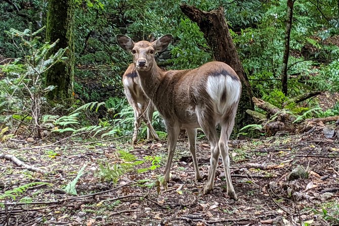 Nara - Heart of Nature Bike Tour - Tour Itinerary
