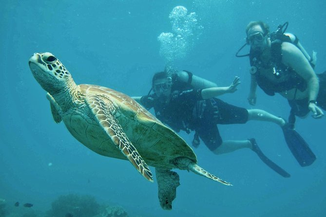 Ocean Freedom Great Barrier Reef Personal Luxury Snorkel & Dive Cruise, Cairns - Booking and Logistics