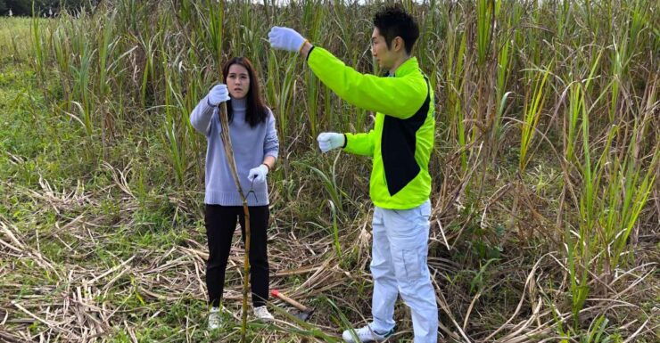 Okinawa：Sugarcane Harvest and Black Sugar Making Experience - Activity Details
