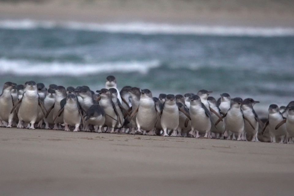 Phillip Island: Penguins and Wildlife Full-Day Tour - Tour Inclusions