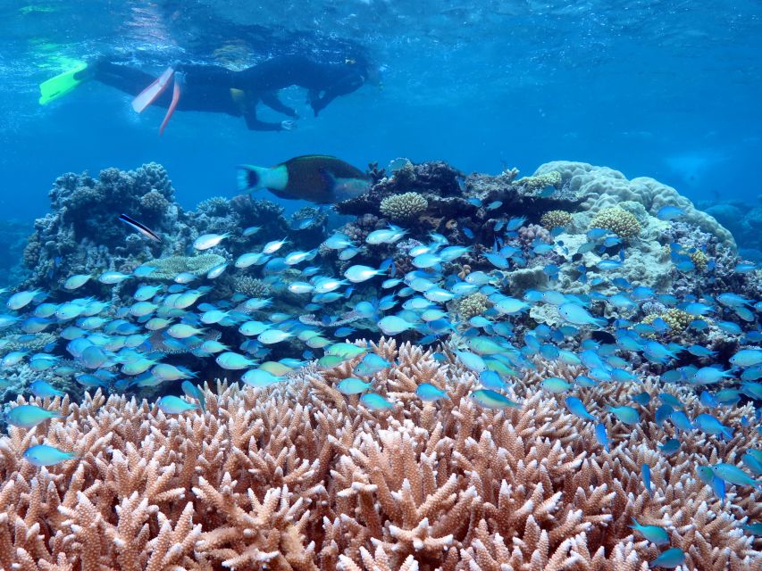 Port Douglas: Silversonic Great Barrier Reef Dive & Snorkel - Activity Details