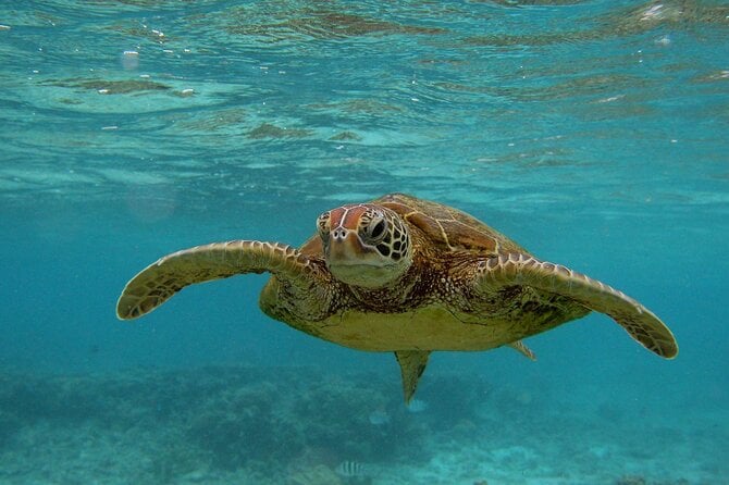 Snorkeling With Sea Turtles in Mirissa (Pickup and Drop Included) - Booking Details