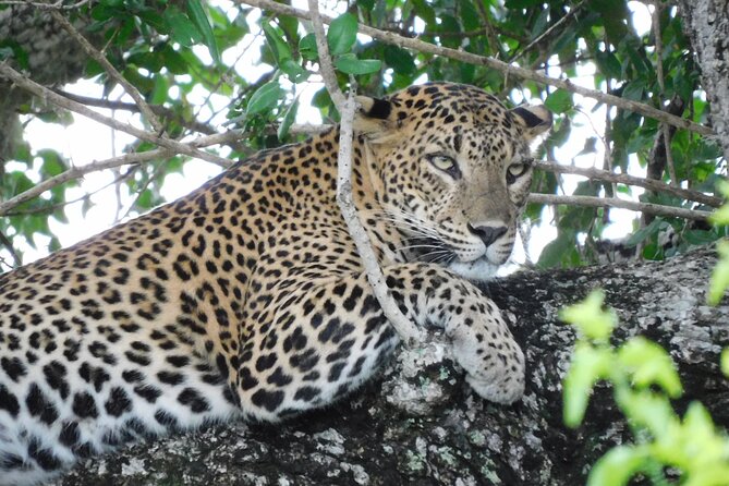 Yala National Park 5 Hours Safari PRIVATE TOURS - 2 Sessions - Pricing and Cancellation Policy