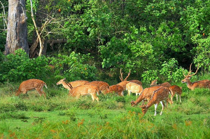 Yala National Park With Experienced Driver/Guide - Private Tour - Inclusions and Services