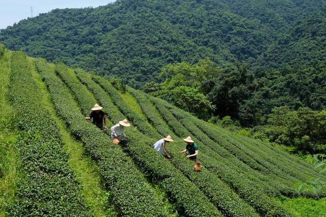 Yilan Rural Tea Picking Experience From Taipei City - Tea Production in Yilan