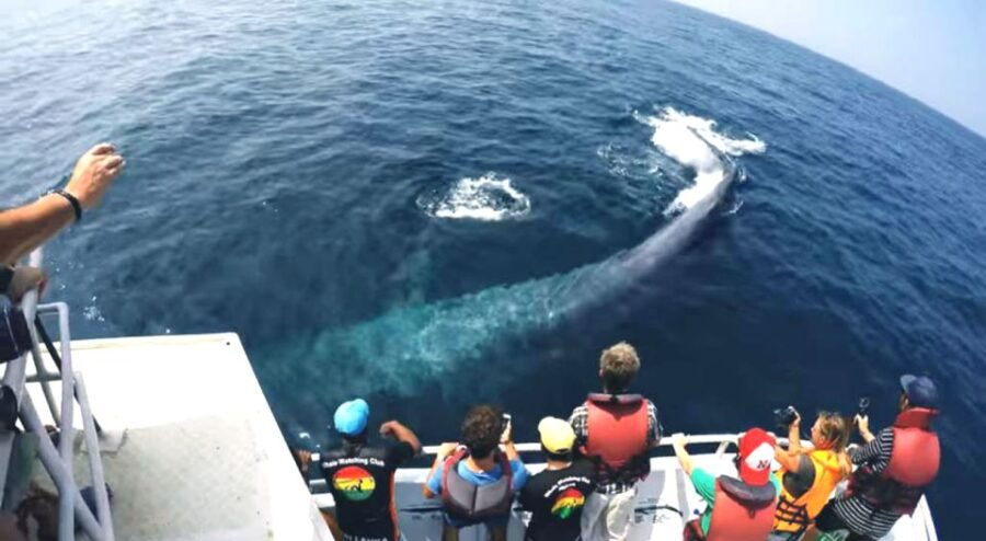 2-Day Whale Watching & Southern Sri Lanka Tour - Good To Know
