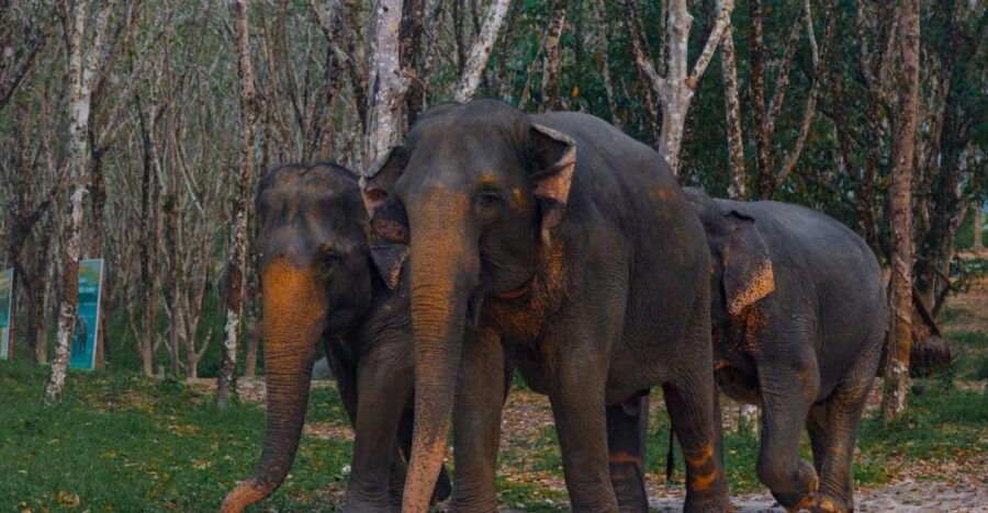 2-Hours Eco Guide Walking Tour in Khaolak Elephant Sanctuary - Good To Know