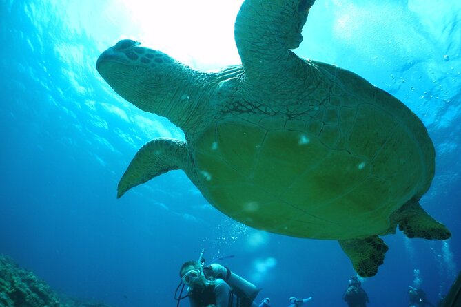Full Day Guided Boat 2diving in Kerama Islands（License Required） - Tour Details