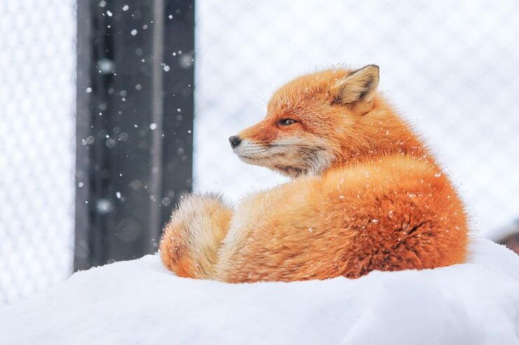 Hokkaido:Icebreak Cruise Cruise-Ⅲ IMERU, Asahiyama Zoo Tour - Activity Details