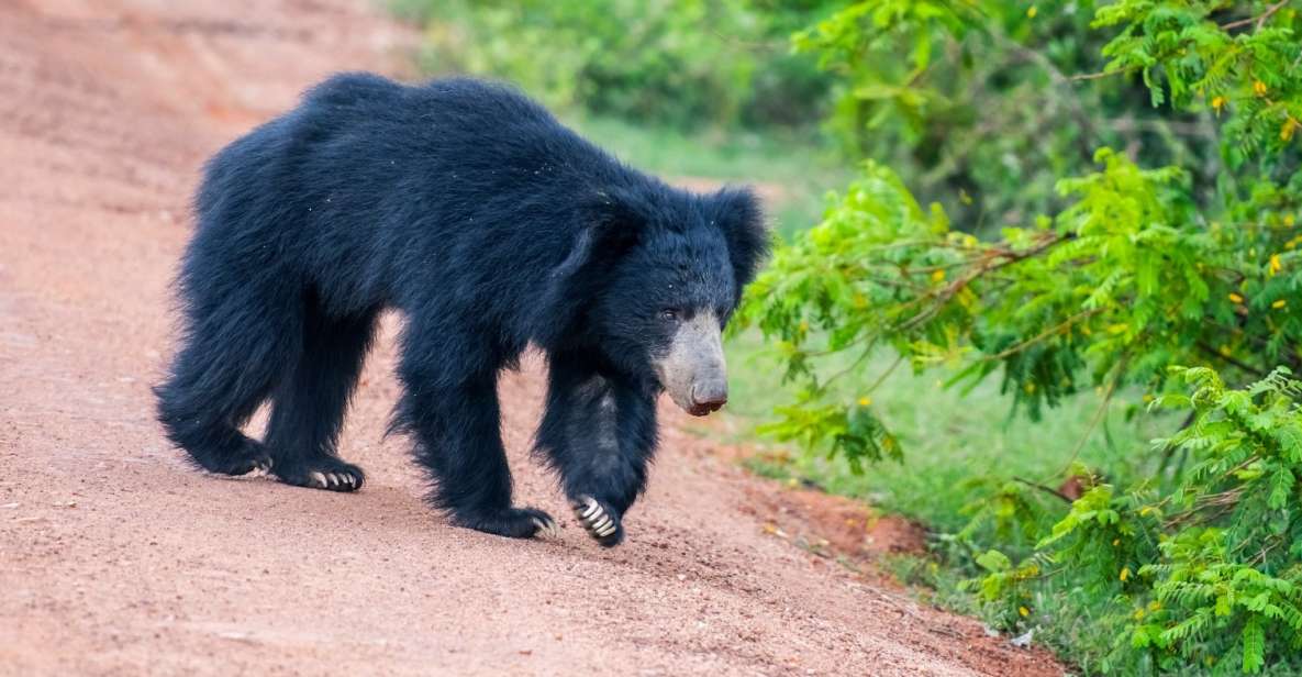 Sri Lanka: Private Yala National Park Safari Trip - Highlights of Yala National Park Safari
