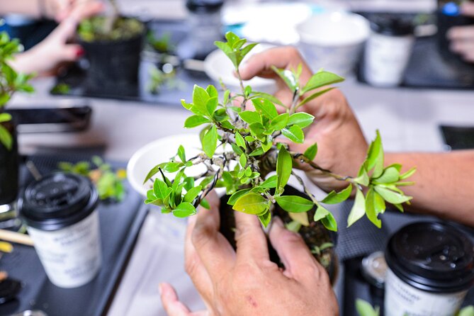 1Day-Bonsai & Sencha Tea Experience: Pastime of the Literati