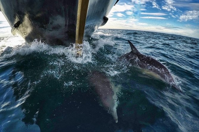 Half Day Dolphin & Wildlife Cruise - Tauranga - Meeting and Pickup Information