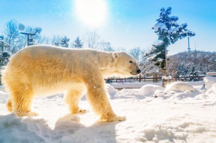 Hokkaido:Icebreak Cruise Cruise-Ⅲ IMERU, Asahiyama Zoo Tour - Highlights