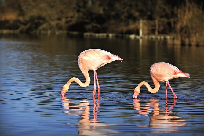3.5 Hour Camargue 4×4 Safari From Le Grau-Du Roi