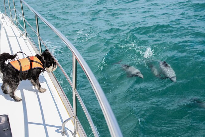 Akaroa Dolphins 〜 Harbour Nature Cruise - Traveler Reviews and Feedback