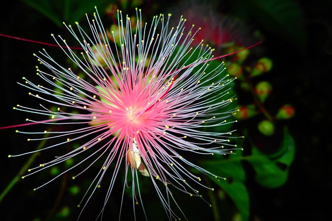 ［Ishigaki, Okinawa］Limited-Time "Sagari-Bana" Viewing Tour - Additional Activities