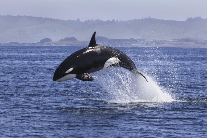 Half Day Dolphin & Wildlife Cruise - Tauranga - Expectations and Requirements for Participants