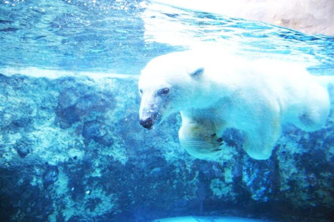 Hokkaido:Icebreak Cruise Cruise-Ⅲ IMERU, Asahiyama Zoo Tour - Full Description