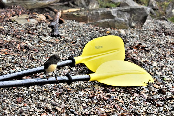 2 Best Canoe And Kayak Experiences In Franz Josef and Fox Glacier