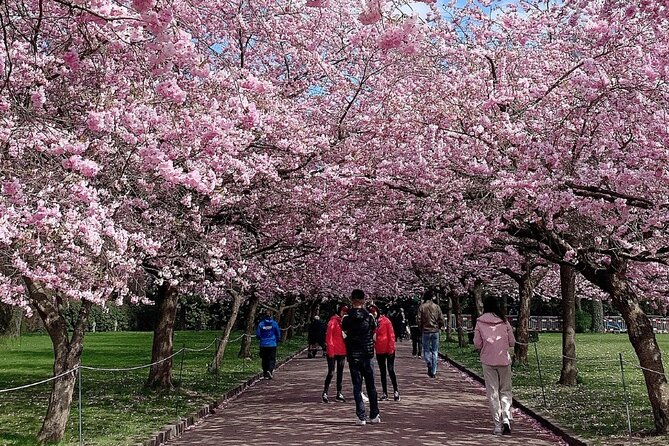 4 Hour Private Cherry Blossom "Sakura" Experience in Nagasaki - Good To Know
