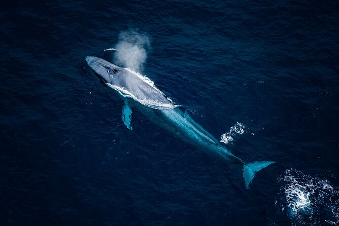 45 Minutes De Safari Océanique D’observation Des Baleines En Hélicoptère.