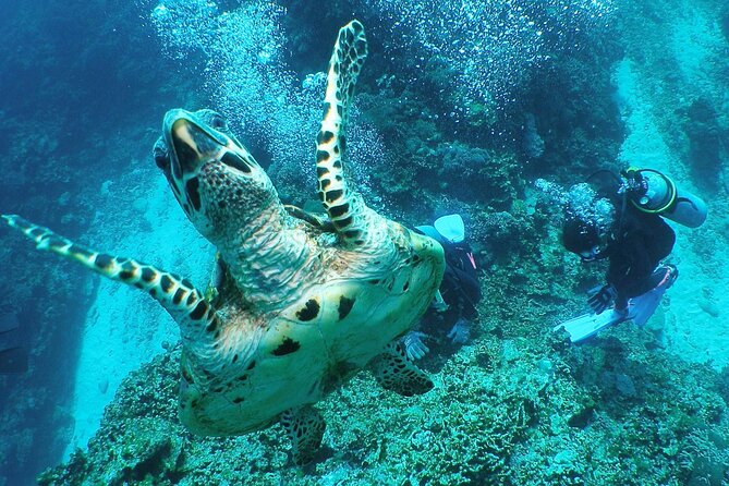 Full Day Guided Boat 2diving in Kerama Islands（License Required） - Cancellation Policy and Pricing