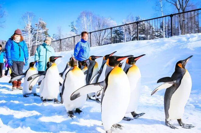 Hokkaido:Icebreak Cruise Cruise-Ⅲ IMERU, Asahiyama Zoo Tour - Cancellation Policy