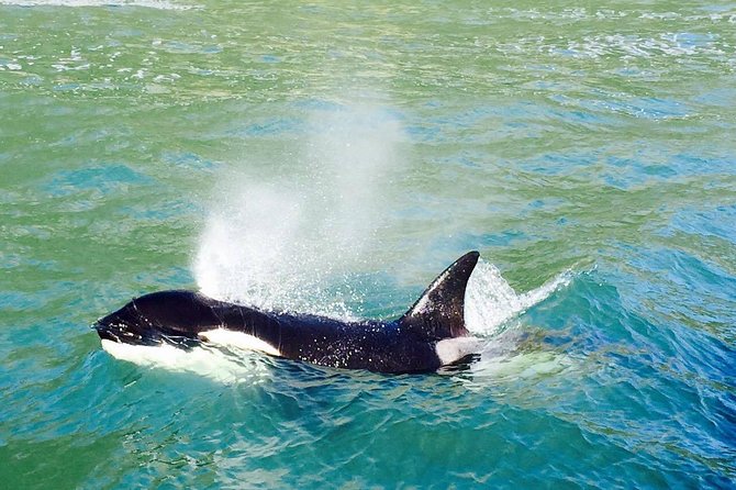Half Day Dolphin & Wildlife Cruise - Tauranga - Directions to the Departure Point