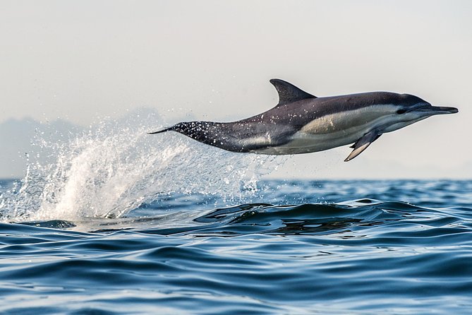 Half Day Dolphin & Wildlife Cruise - Tauranga - Frequently Asked Questions