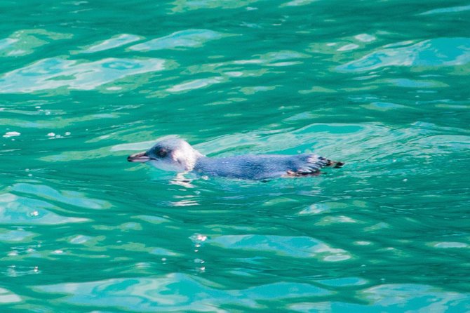 Akaroa Dolphins 〜 Harbour Nature Cruise - Pricing and Copyright Information