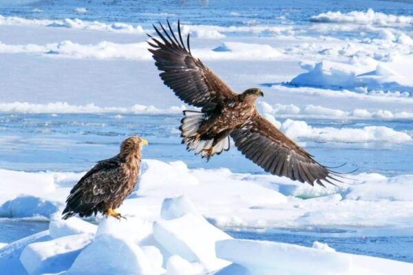 Hokkaido:Icebreak Cruise Cruise-Ⅲ IMERU, Asahiyama Zoo Tour - Common Questions