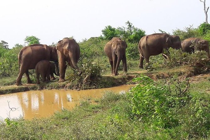 Udawalawe National Park Private 4-Hour Safari - Confirmation Received at the Time of Booking