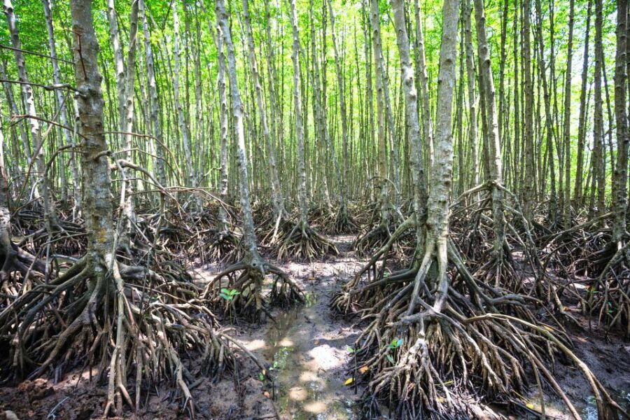 Vam Sat Mangrove Forest Private Tour From Ho Chi Minh City - Good To Know