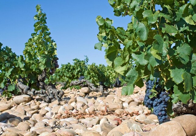 Afternoon Wine Tour to Chateauneuf Du Pape From Avignon