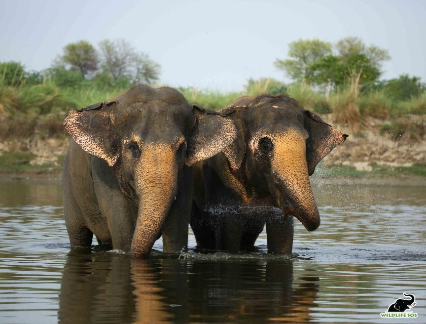 Agra: Taj Mahal Skip-The-Line Sunrise Tour With Wildlife SOS - Good To Know