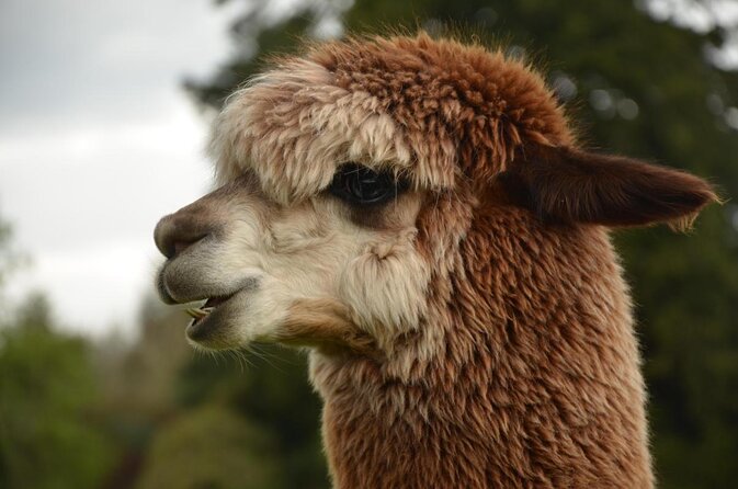 Agrodome Farm Experience Including Farm Show and Farm Tour - Rotorua
