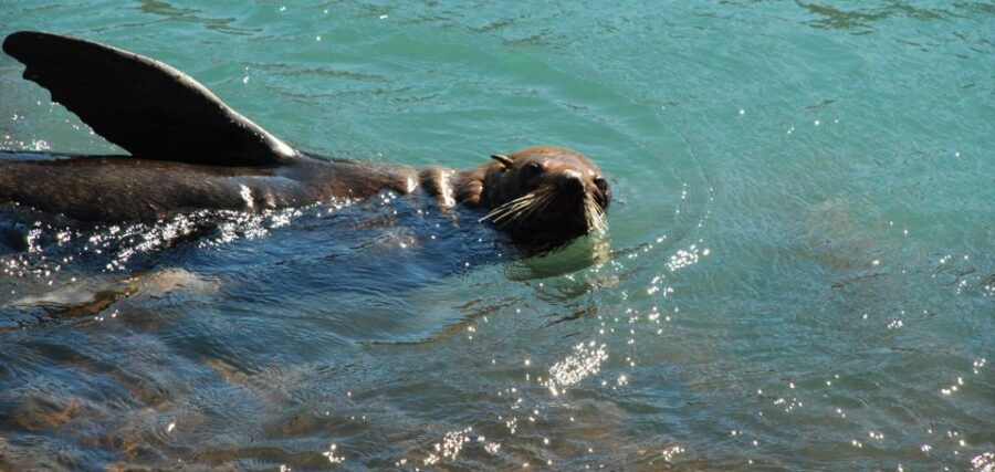 Akaroa: 24-hour Overnight Pohatu Penguin Package