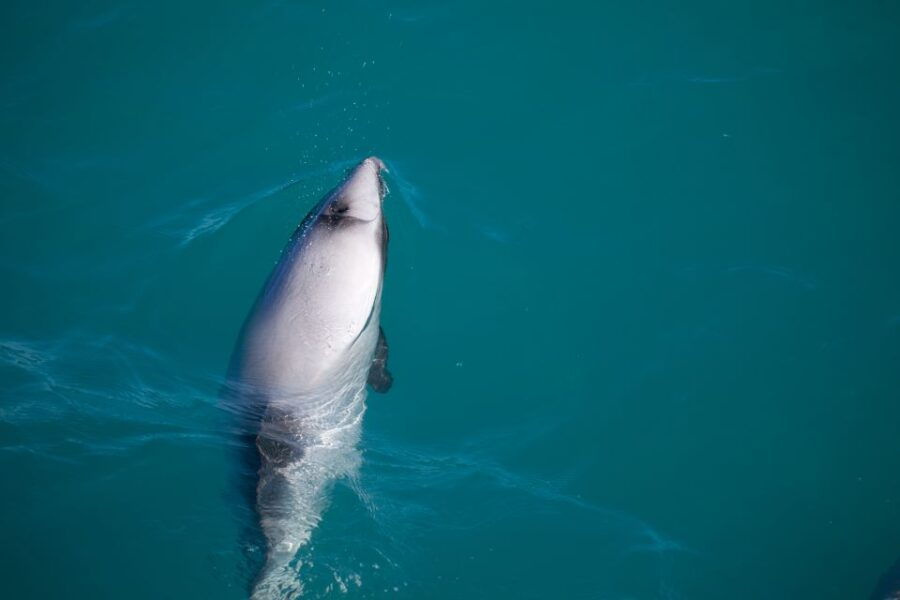 Akaroa: 4WD Safari and Guided Sea-Kayaking Experience - Good To Know