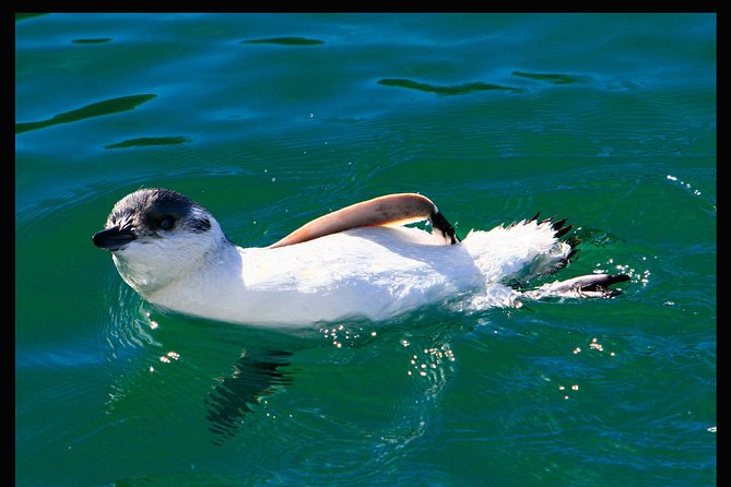 Albatross, Wildlife and Harbour Cruise