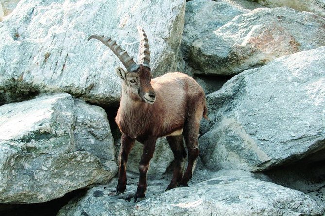 Alpenzoo Innsbruck and Hungerburgbahn General Admission